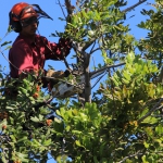 tree trimming services LA