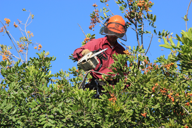 Licensed Tree Removal