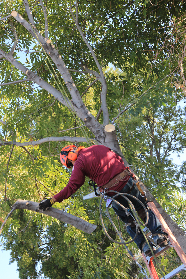 The Only Solution To Your Tree Removal Needs | Tree ...