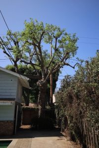 Tree Trimming During Prolonged California Drought