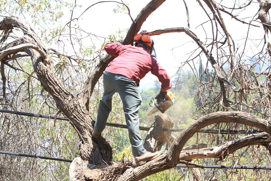 A Local Tree Removal Service