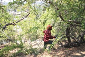 Tree Trimming