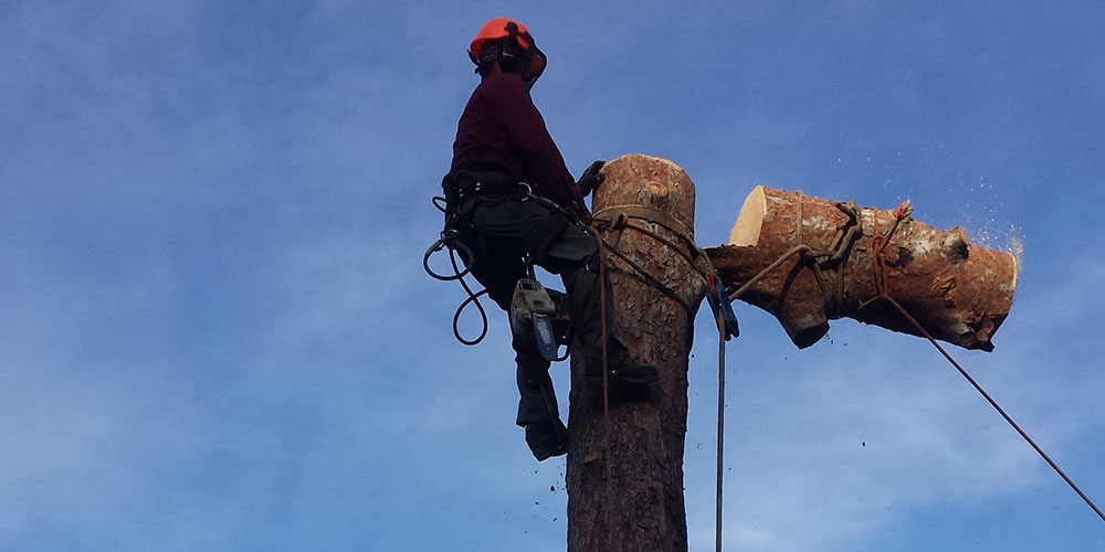 Tree Removal