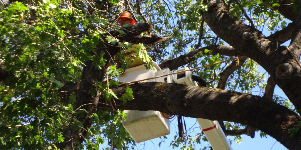 Tree Removal Service