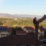 Tree Removal & Tree Trimming Service Los Angeles