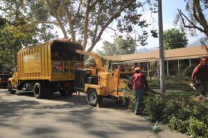 Tree-Removal