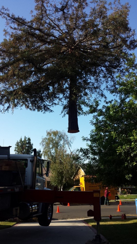 Licensed-Tree-Service-Company