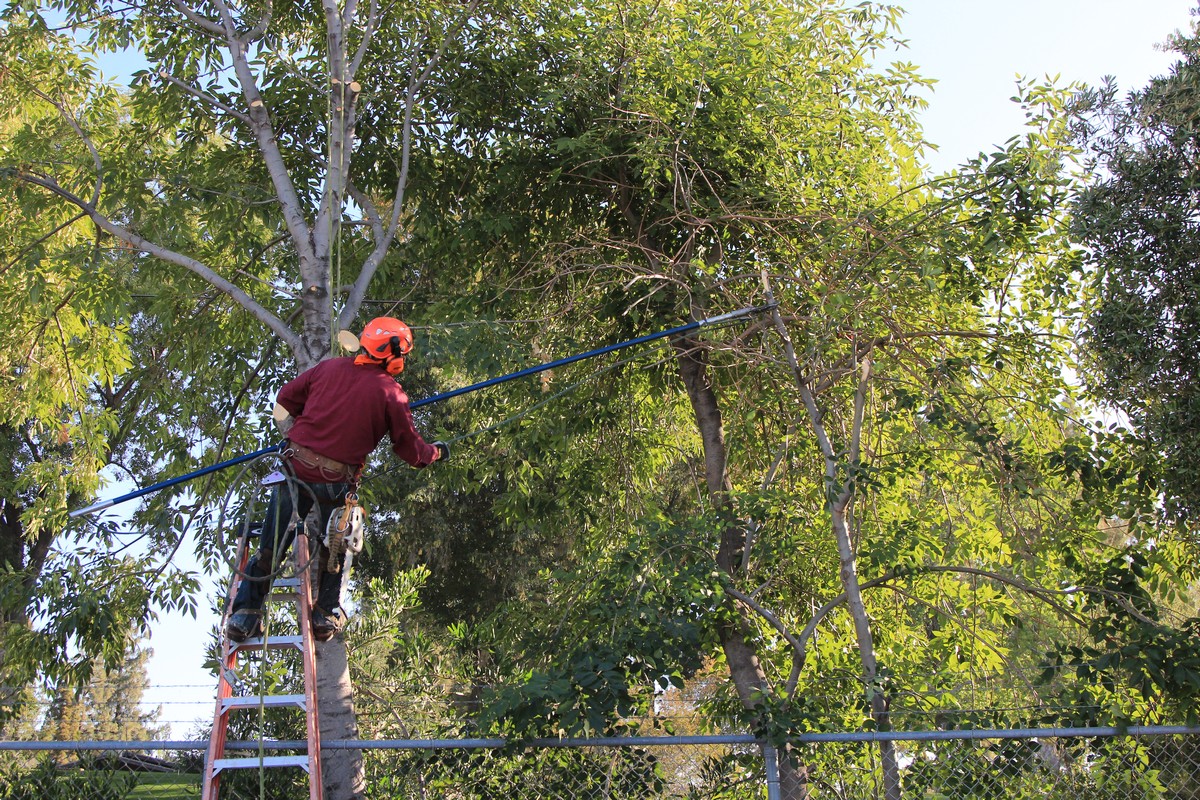 Professional Tree Service - Tree Removal & Tree Service Alpharetta -  Georgia Tree Company