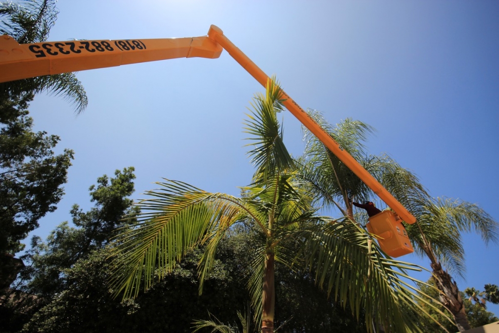 Tree Services in San Monica
