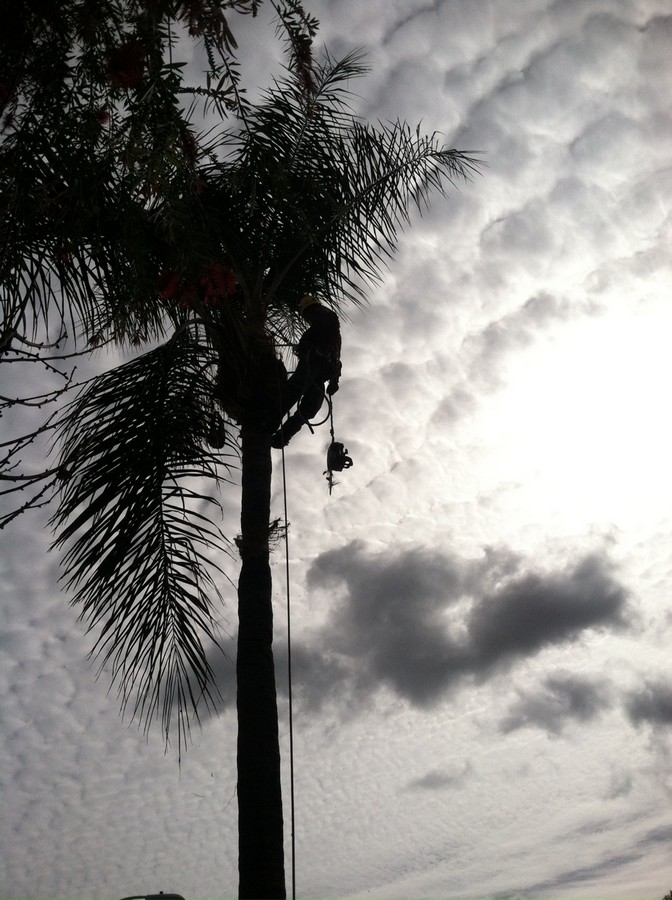 Professional Tree Removal in Los Angeles