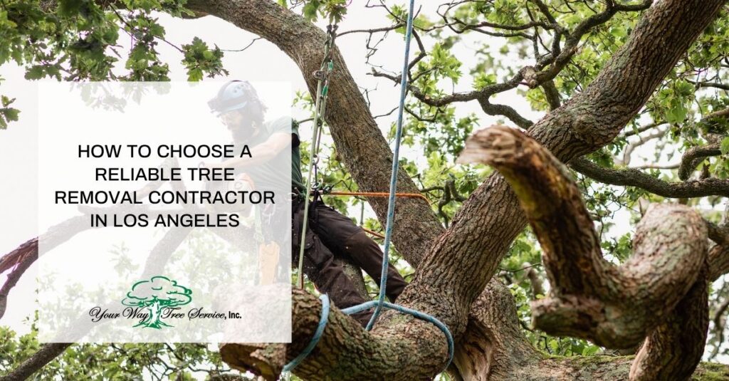 how to choose a reliable tree removal contractor in los angeles