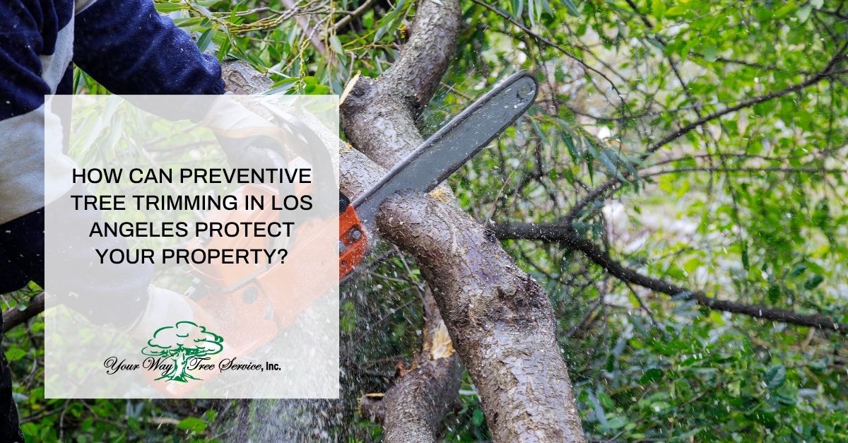 how can preventive tree trimming in los angeles protect your property