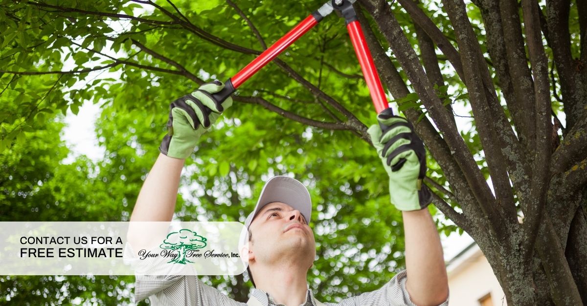 routine pruning tree