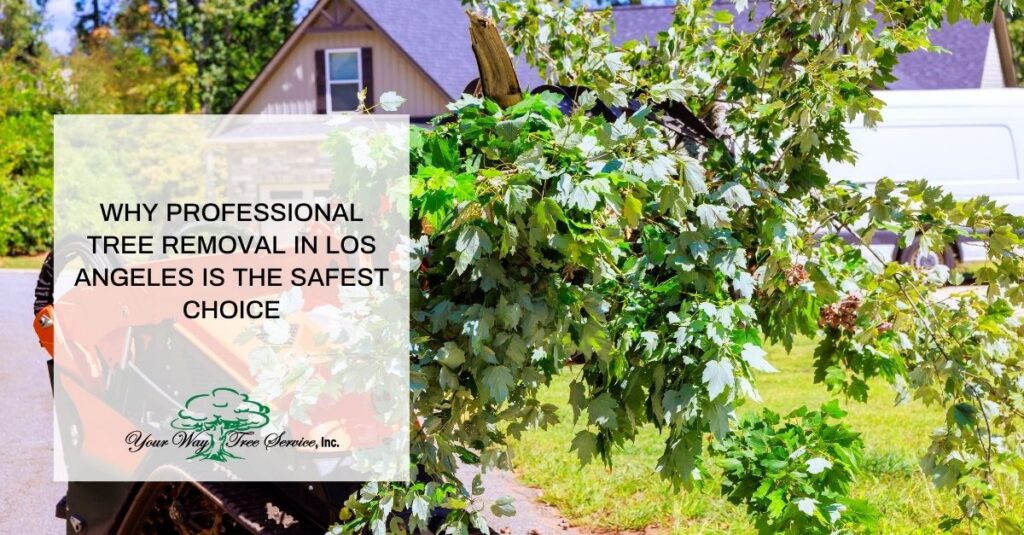 why professional tree removal in los angeles is the safest choice