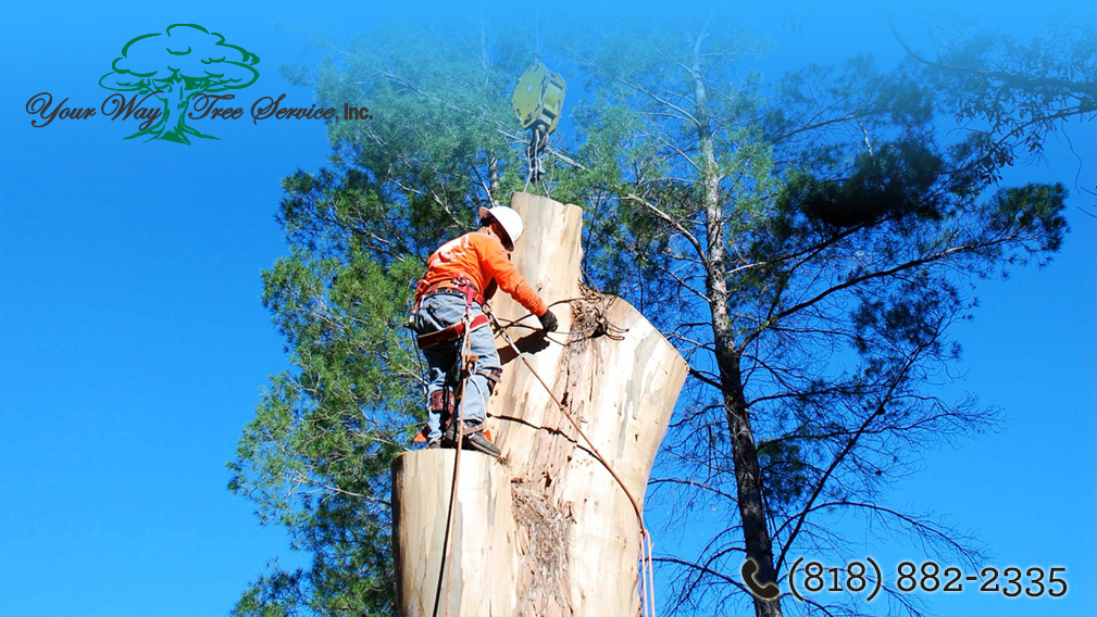 Avoid the Tree Removal Fail and Call the Experts