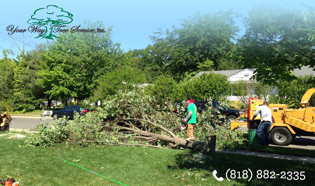 LA Tree Removal Stump Grinding Improve Lawn