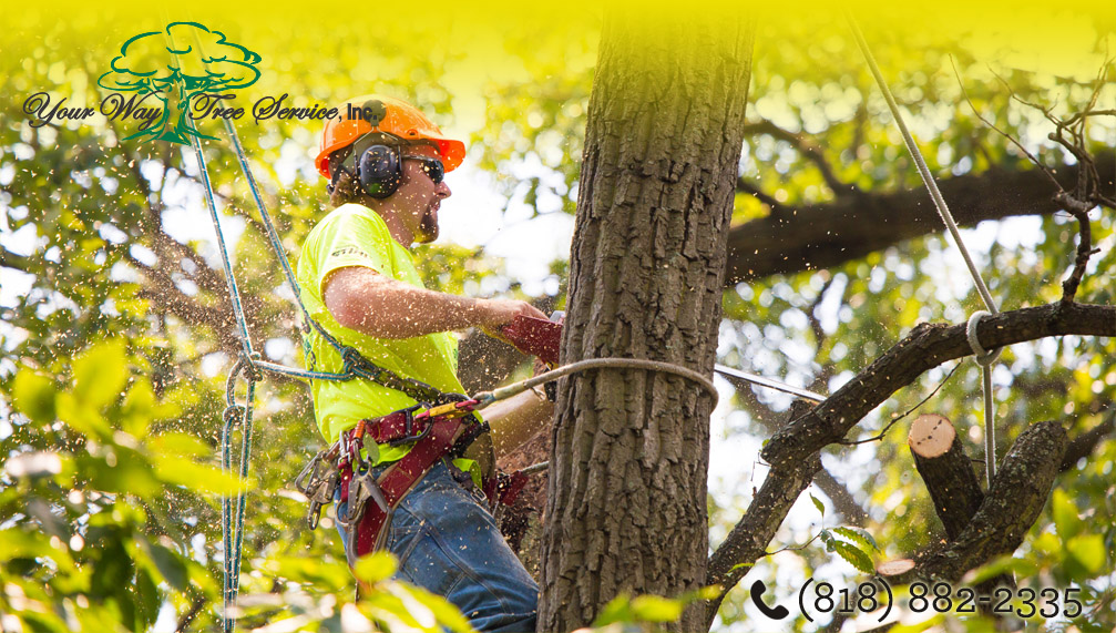 Benefits Tree Trimming San Gabriel Valley