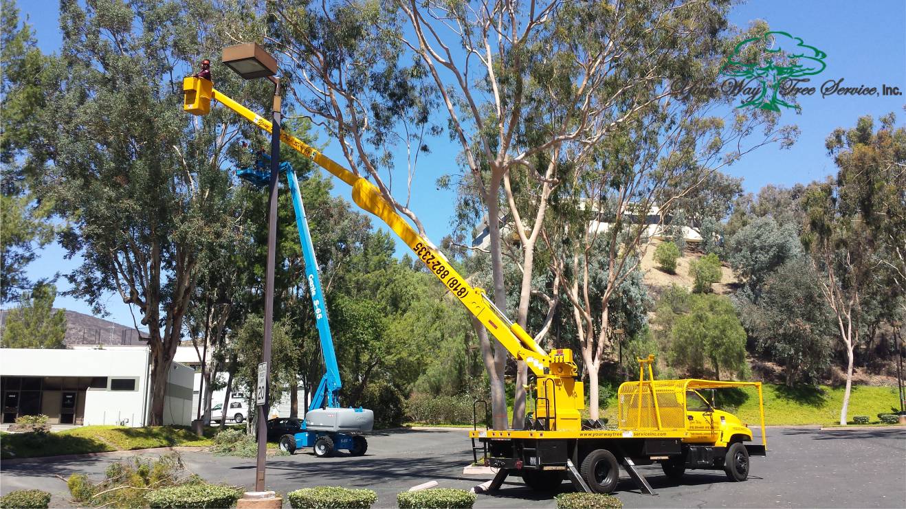 Tree Service Los Angeles