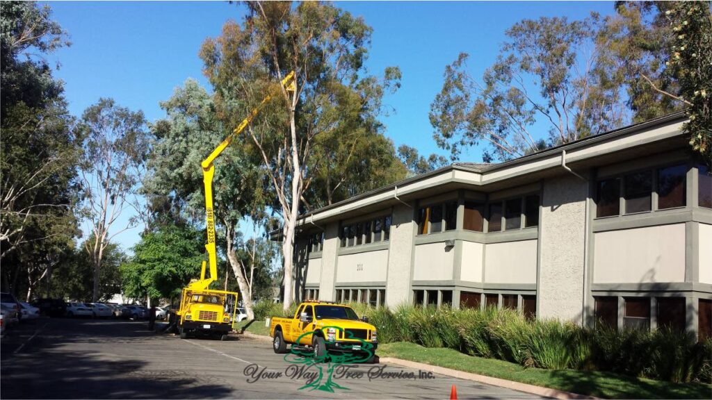 Tree Services Los Angeles