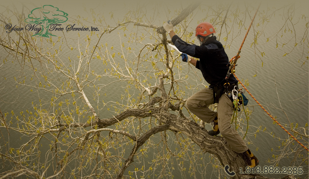 The Different Tools for Tree Trimming in Beverly Hills