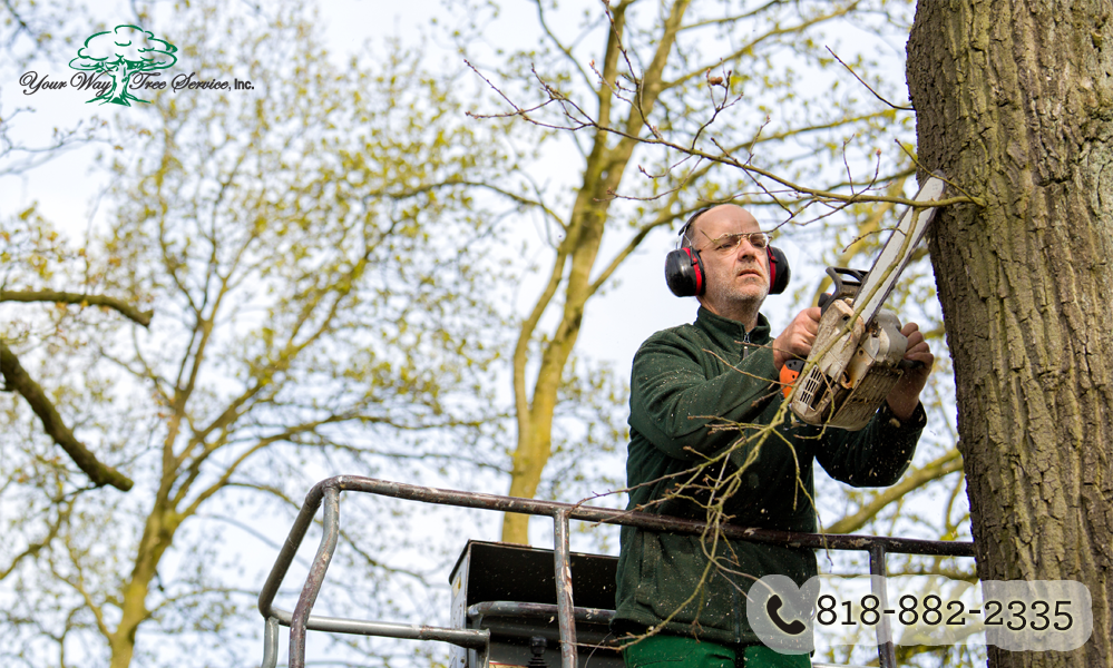 Treat Your Trees Right with a Tree Service in Van Nuys