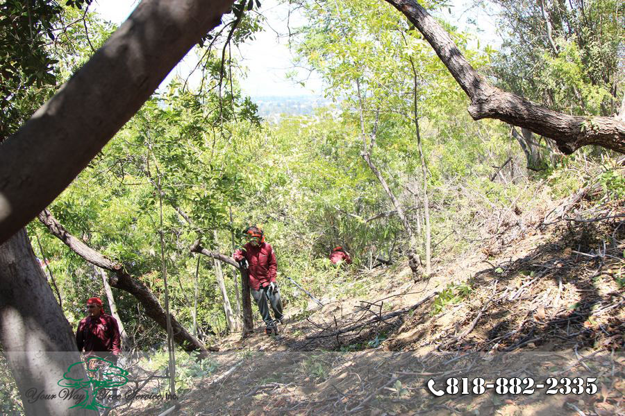 Hiring Tree Trimming in Hidden Hills