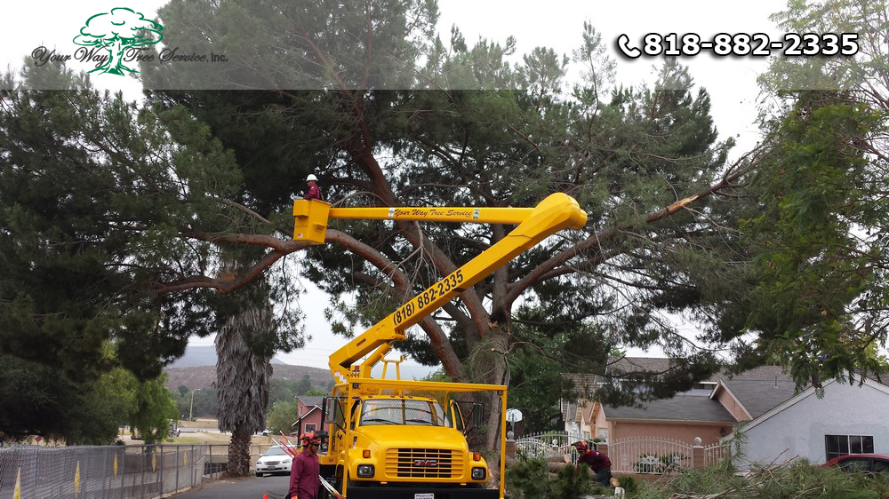 Best Equipment for Tree Trimming in Valley Village
