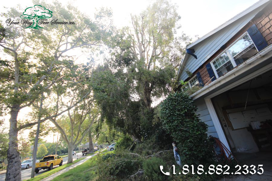 The Benefits of a Professional Tree Service in Hidden Hills