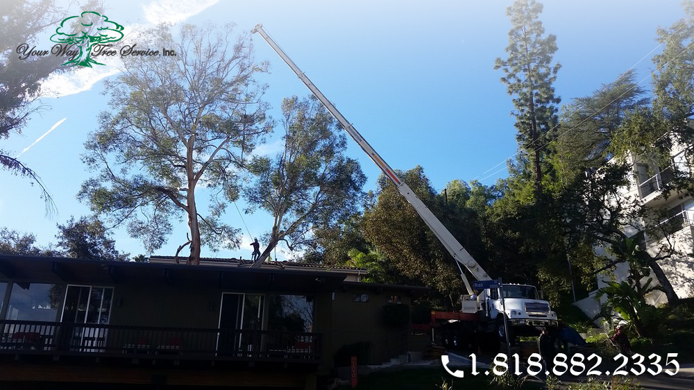 You Can Find Affordable Tree Removal in Newbury Park