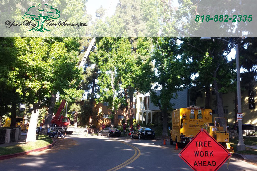 Get Healthier, Better Looking Trees with Tree Trimming in Bel Air