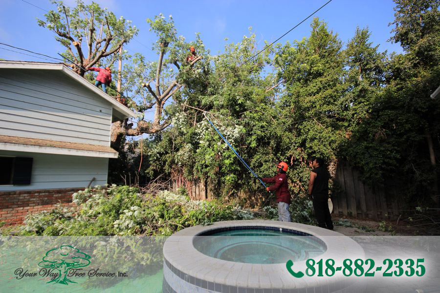 When you hire professionals to handle your tree trimming in Reseda, you will get a staff that knows the job at hand and how it should be taken care of.