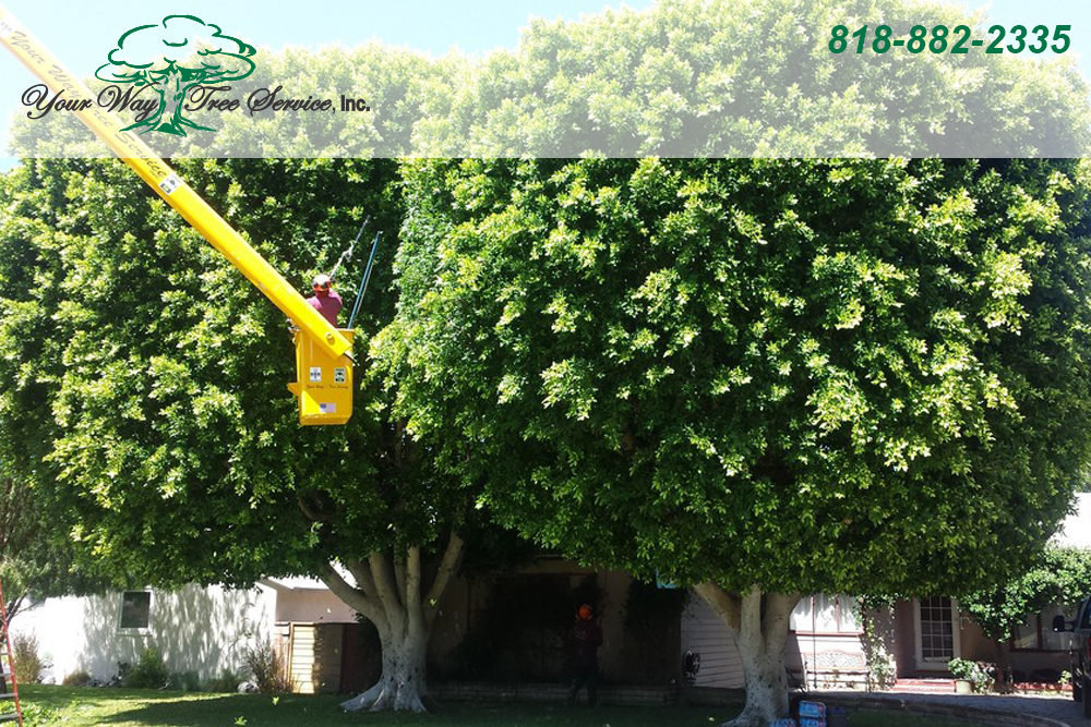The Benefits of Professional Tree Removal in Los Angeles