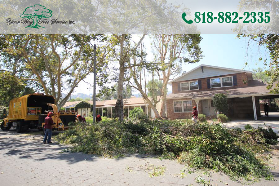 What to Know About Tree Removal in Woodland Hills
