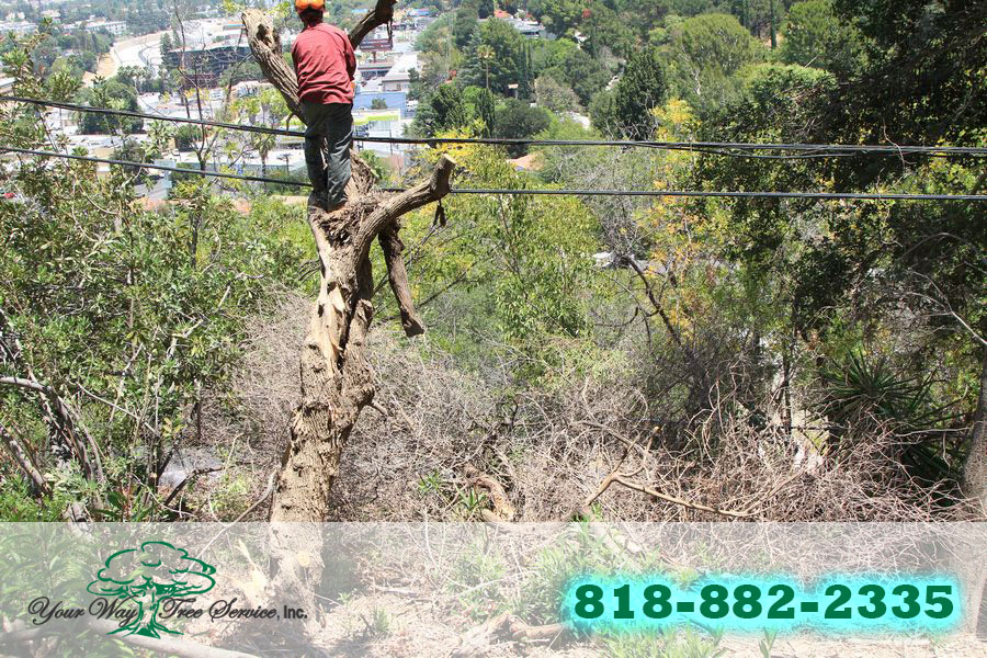 Our Expert Service for Tree Trimming in Brentwood | Your ...