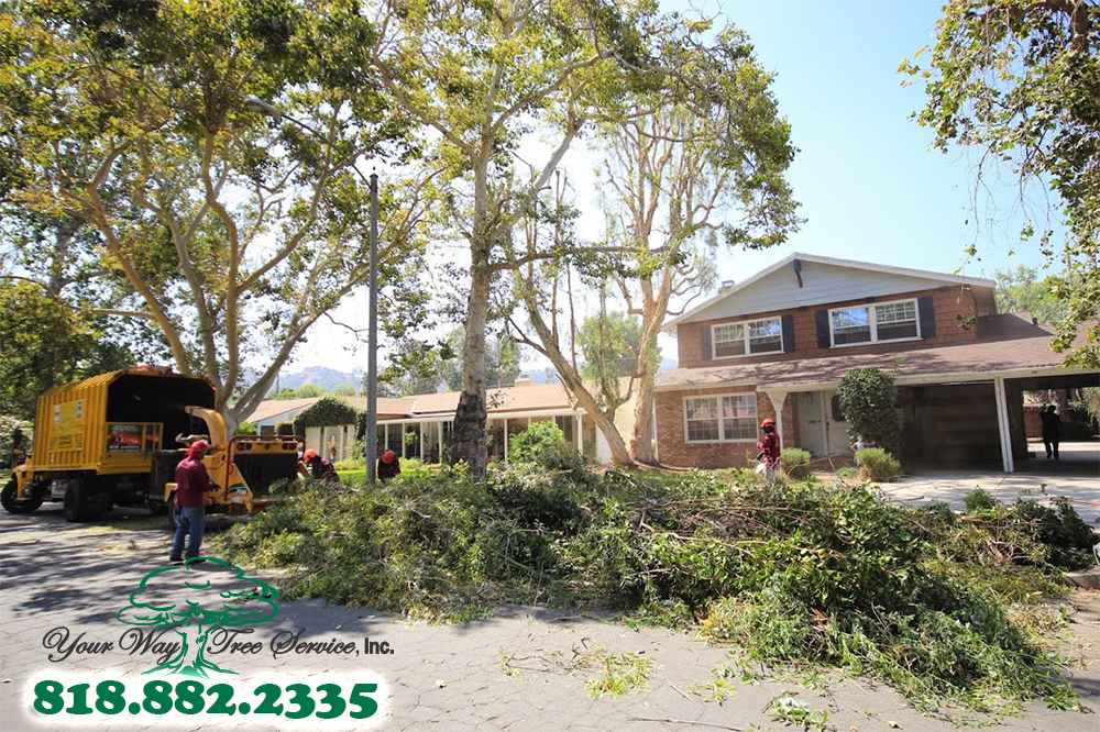 Tree Trimming in Agoura Hills