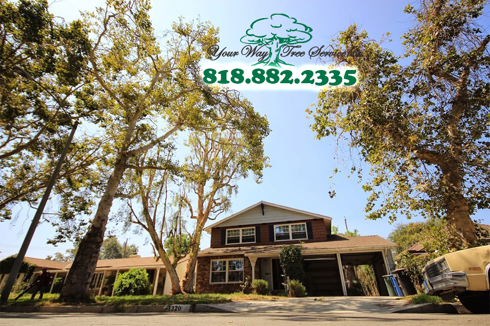 Tree Trimming in Agoura Hills