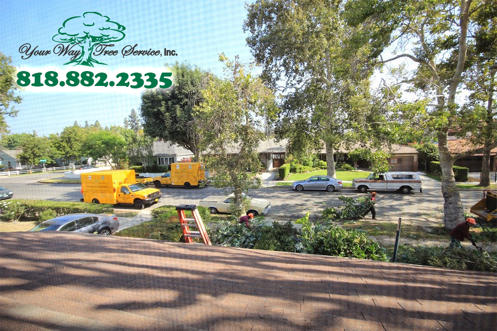 We Can Take Care of Your Tree Removal in Thousand Oaks