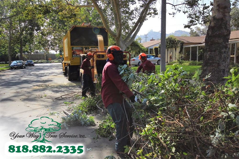 When to Call a Tree Service in Calabasas