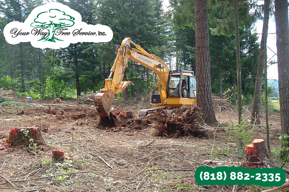 As a Homeowner, Opt for a Tree Service in Valley Village