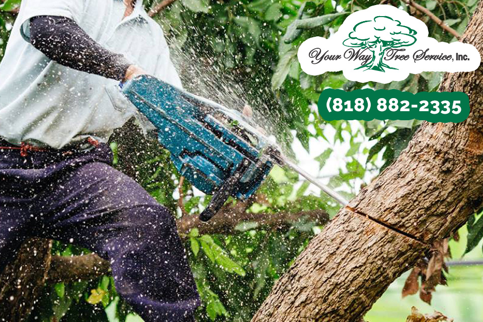 Signs You Need a Tree Service in Calabasas