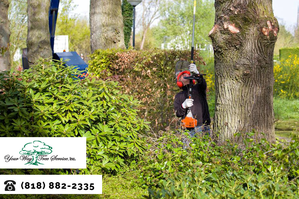 Maintain Your Property with Our Tree Service in Sherman Oaks
