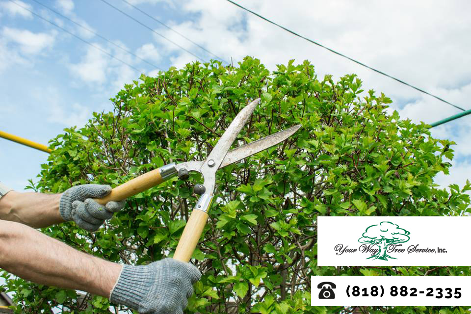 Tidy Up Your Yard with Professional Tree Trimming In Bel-Air