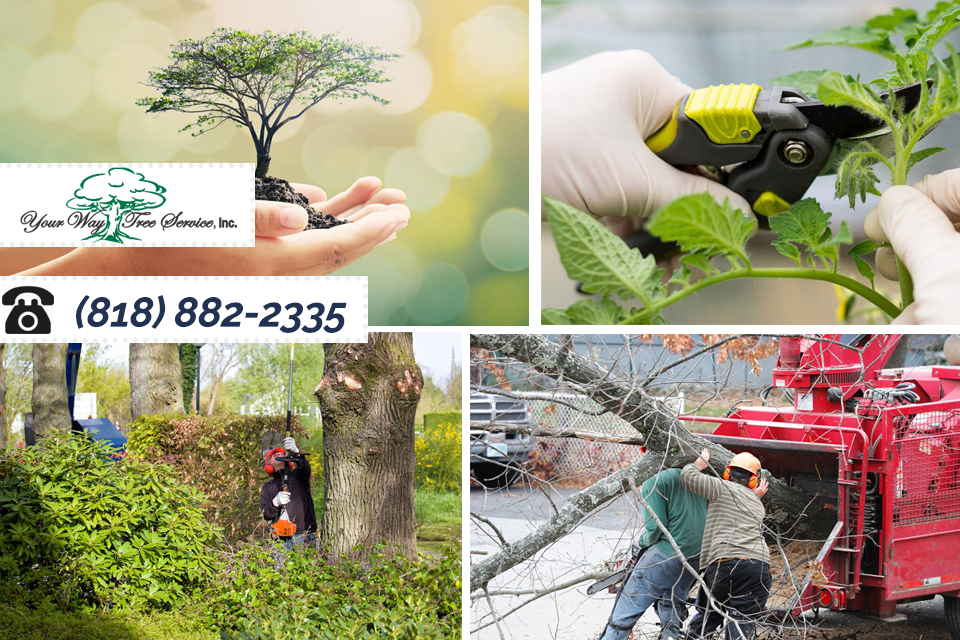 Understand the Truth about Tree Trimming in Van Nuys