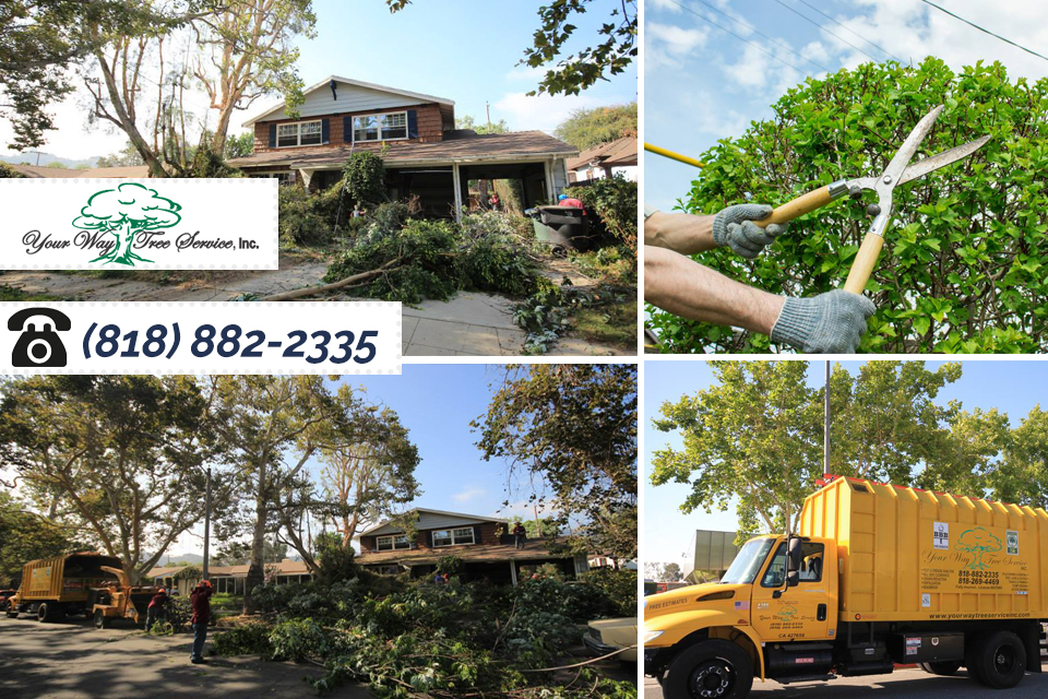 Know What is Involved in Tree Removal in the San Fernando Valley