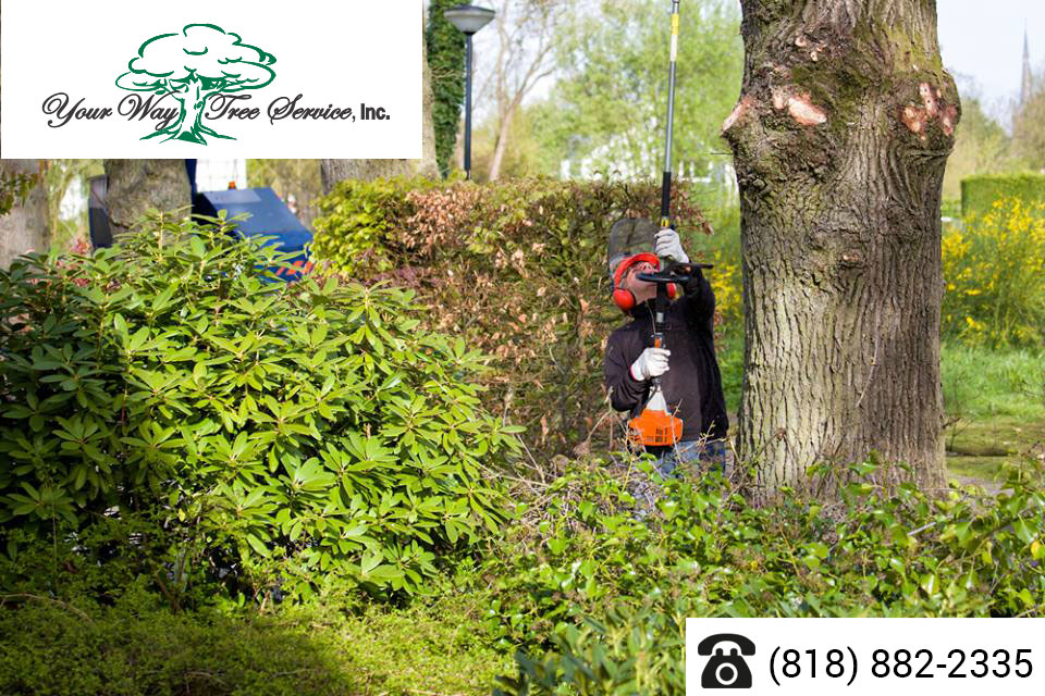 Affordable,-Effective-Tree-Removal-in-Sherman-Oaks
