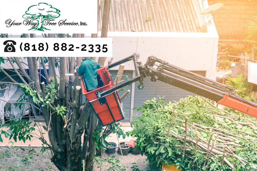 Experience Matters During Tree Removal in Newbury Park