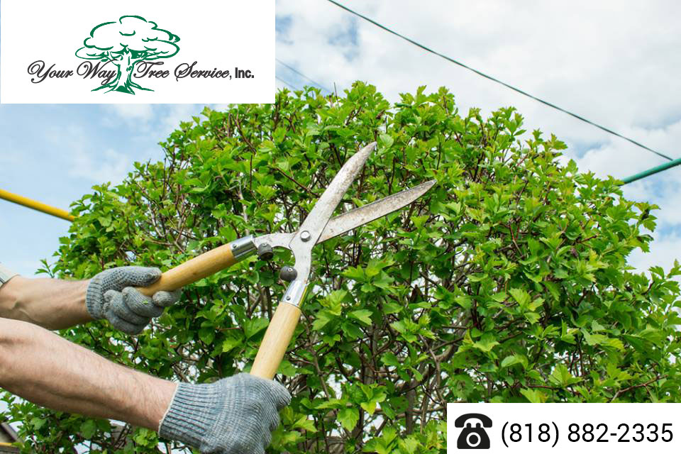 The-Difference-Between-Tree-Pruning-and-Tree-Trimming-in-Bel-Air