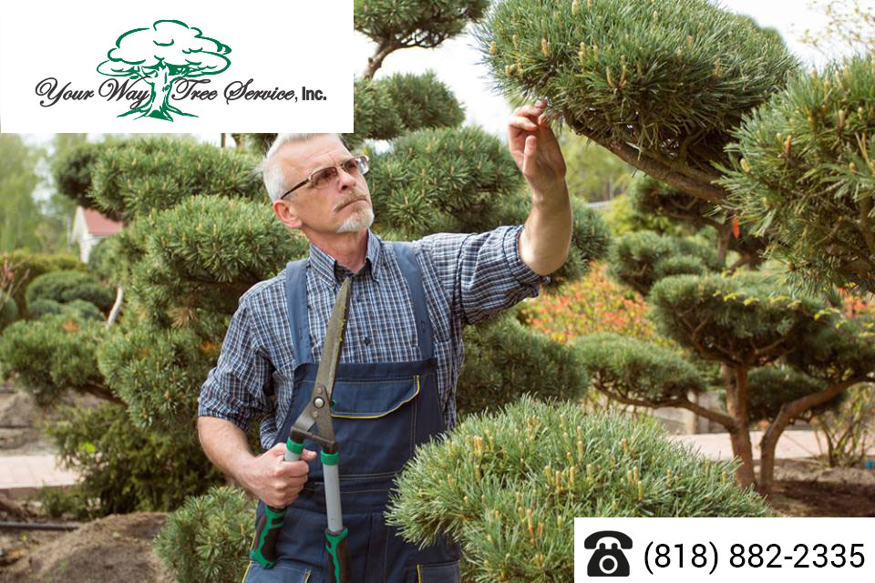 Care-for-Your-Trees-with-a-Local-Tree-Service-in-Sherman-Oaks
