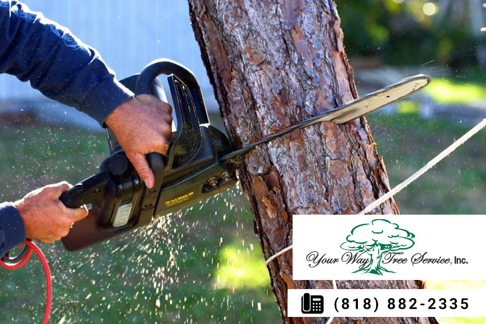 Your Property Can Benefit from Tree Trimming in Newbury Park