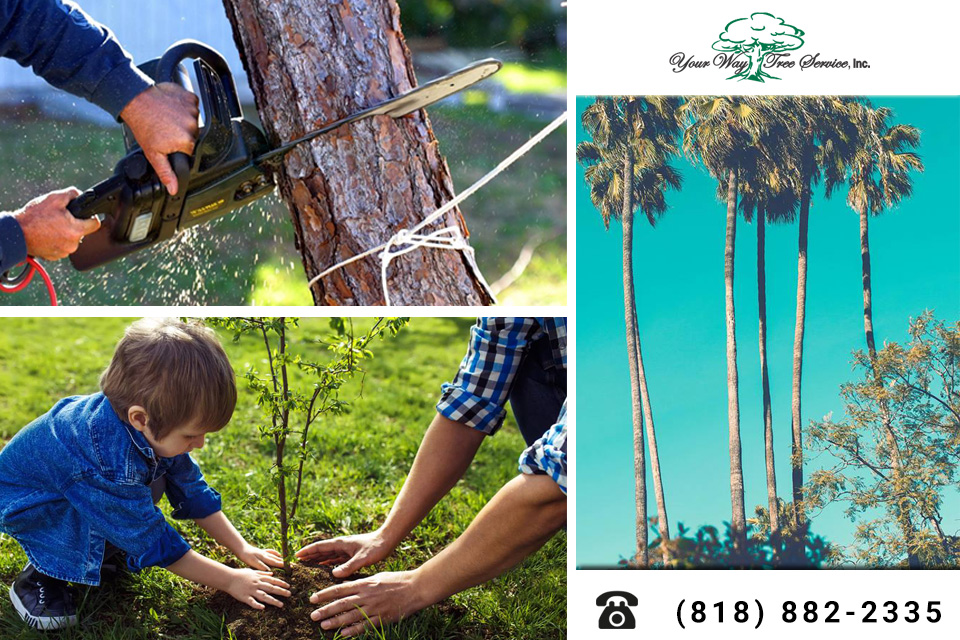 Treat-Your-Sick-Trees-with-the-Help-of-a-Tree-Service-in-Calabasas